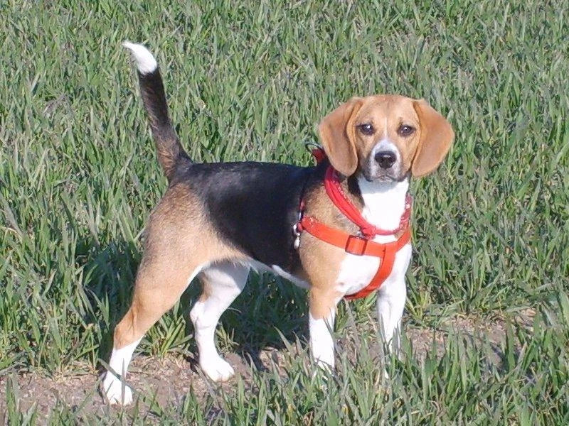 Jessie, a tricolor Beagle, in the original reference photo