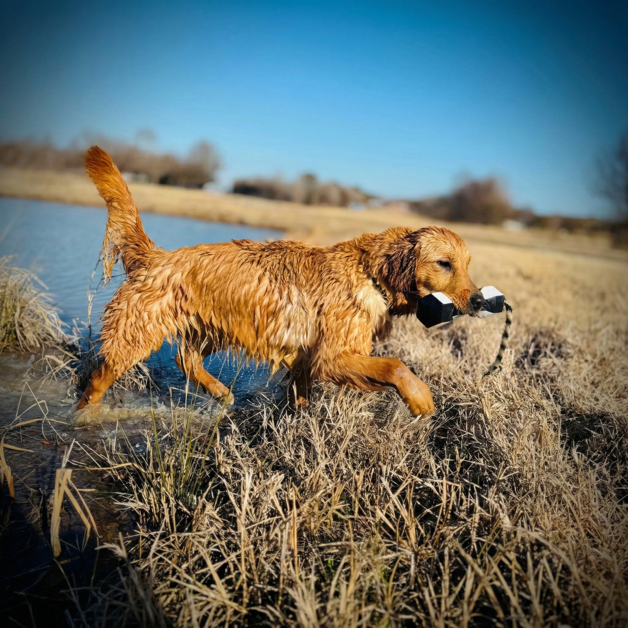 The Rose-Breyer Golden Retrievers Collection