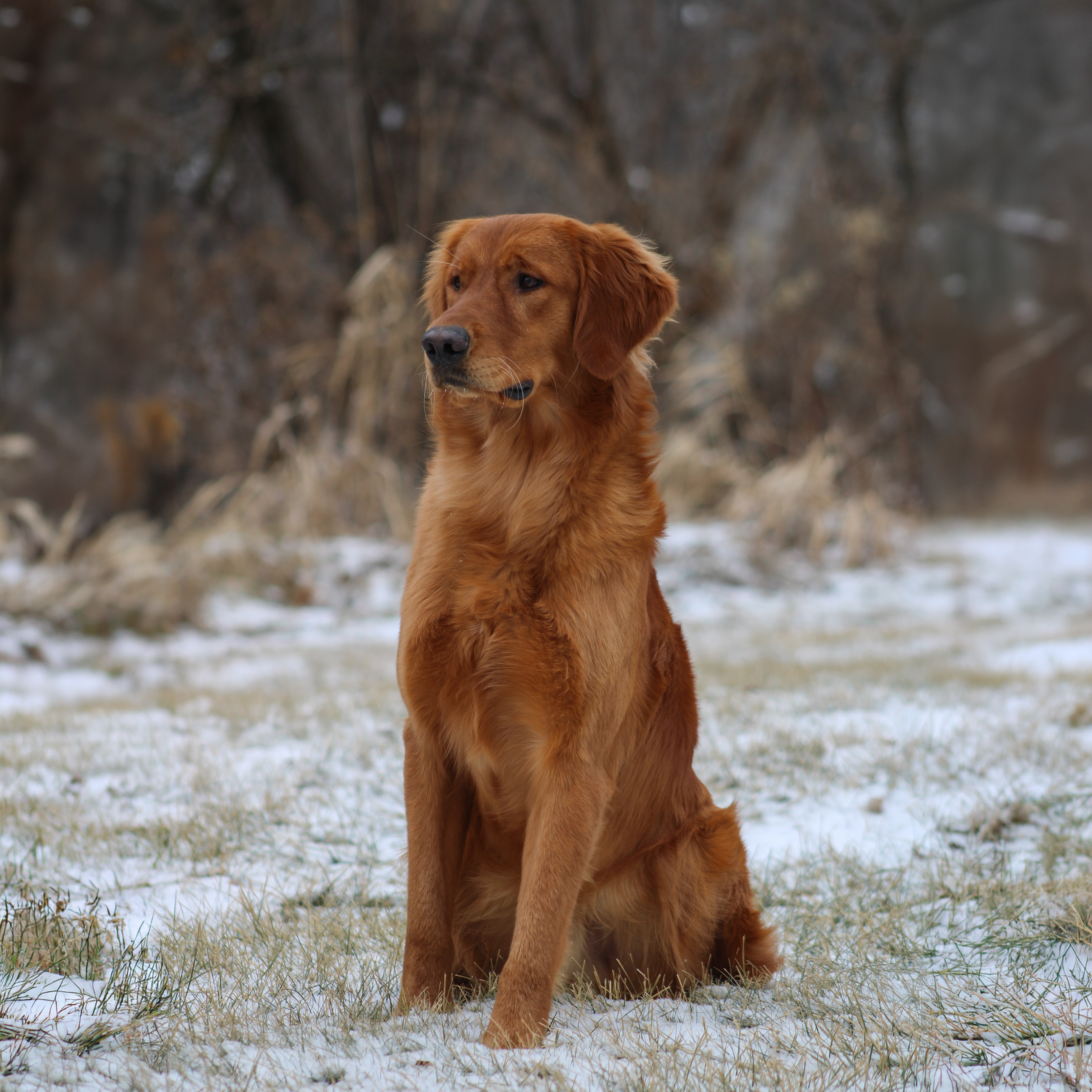 The St. Croix Golden Retrievers Collection