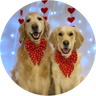 @marlee_the_golden