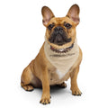 Liberty Goldens Semiquincentennial bandana