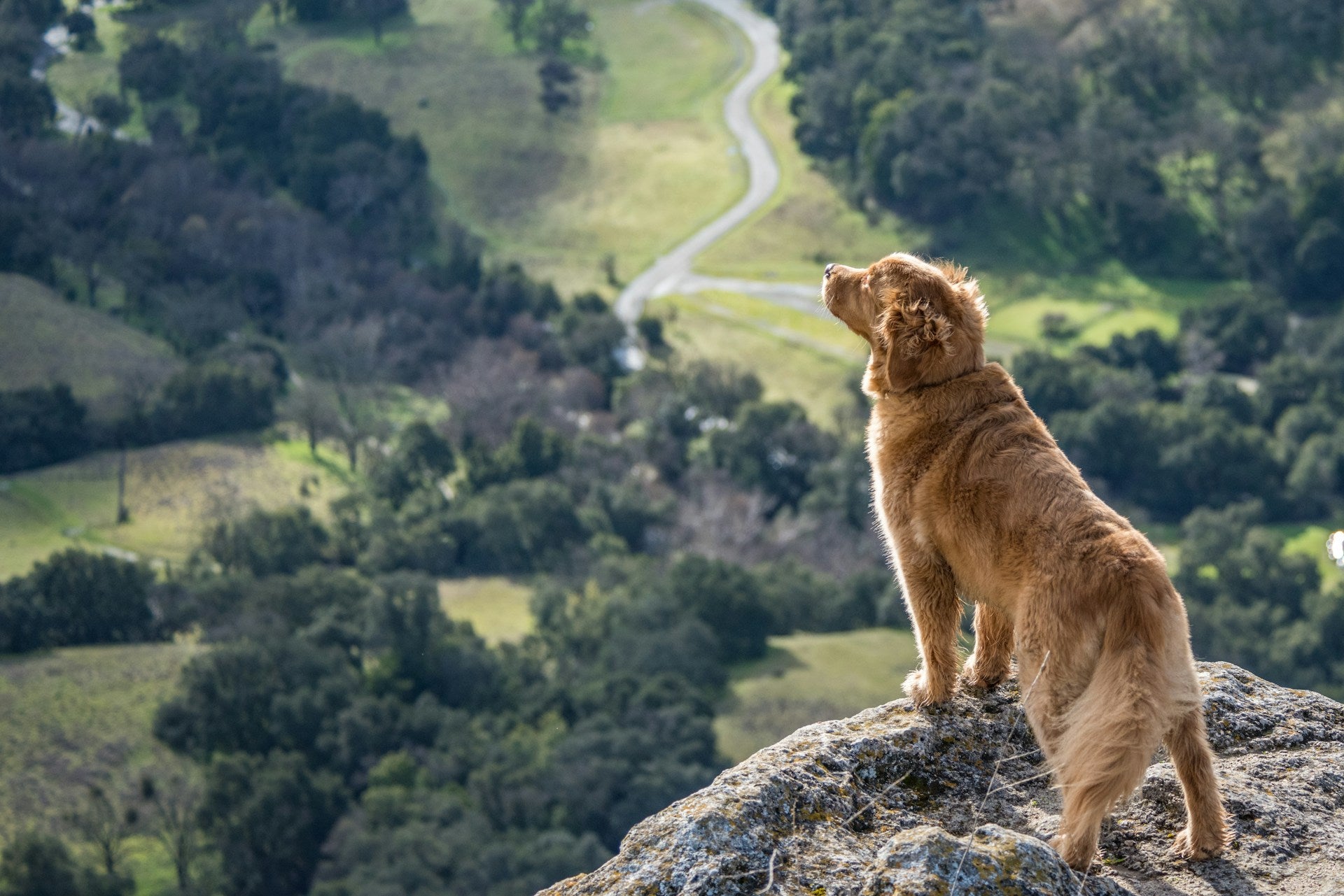 How One Dog Started a Movement