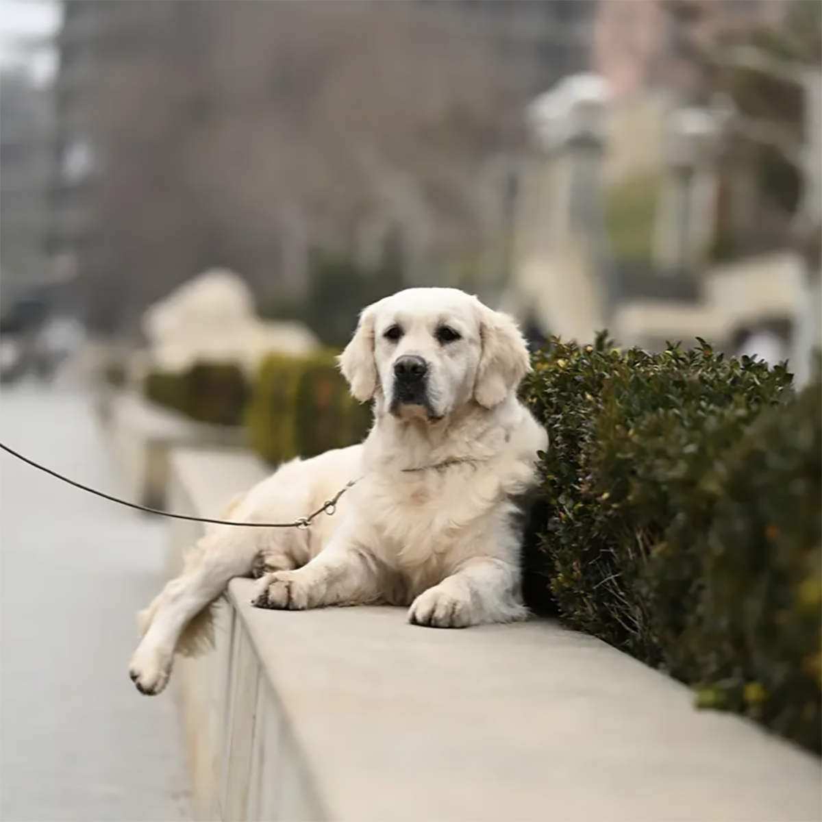 The White Stone Goldens Collection