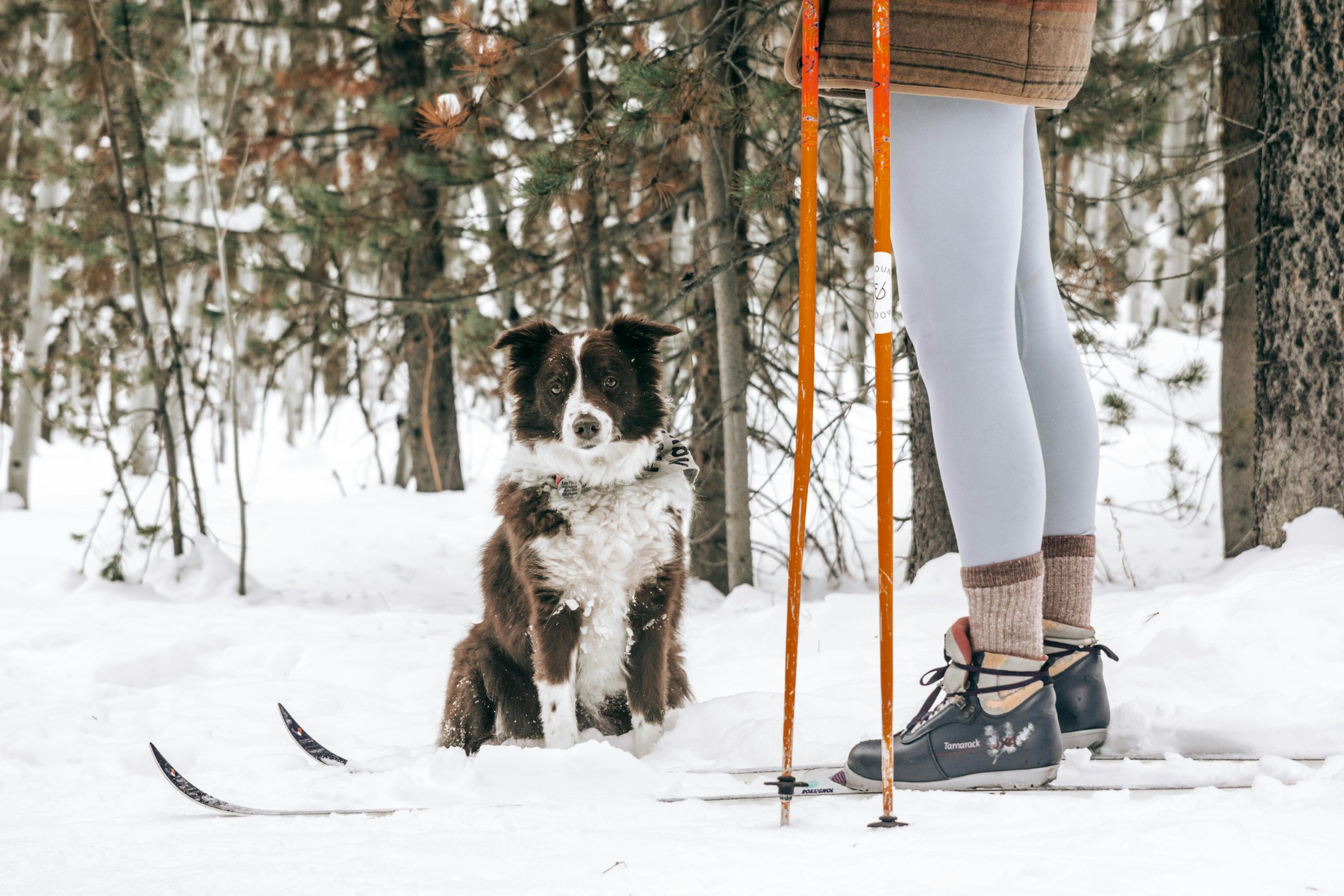 How Dogs Enhance Our Mental & Physical Wellbeing Through Exercise