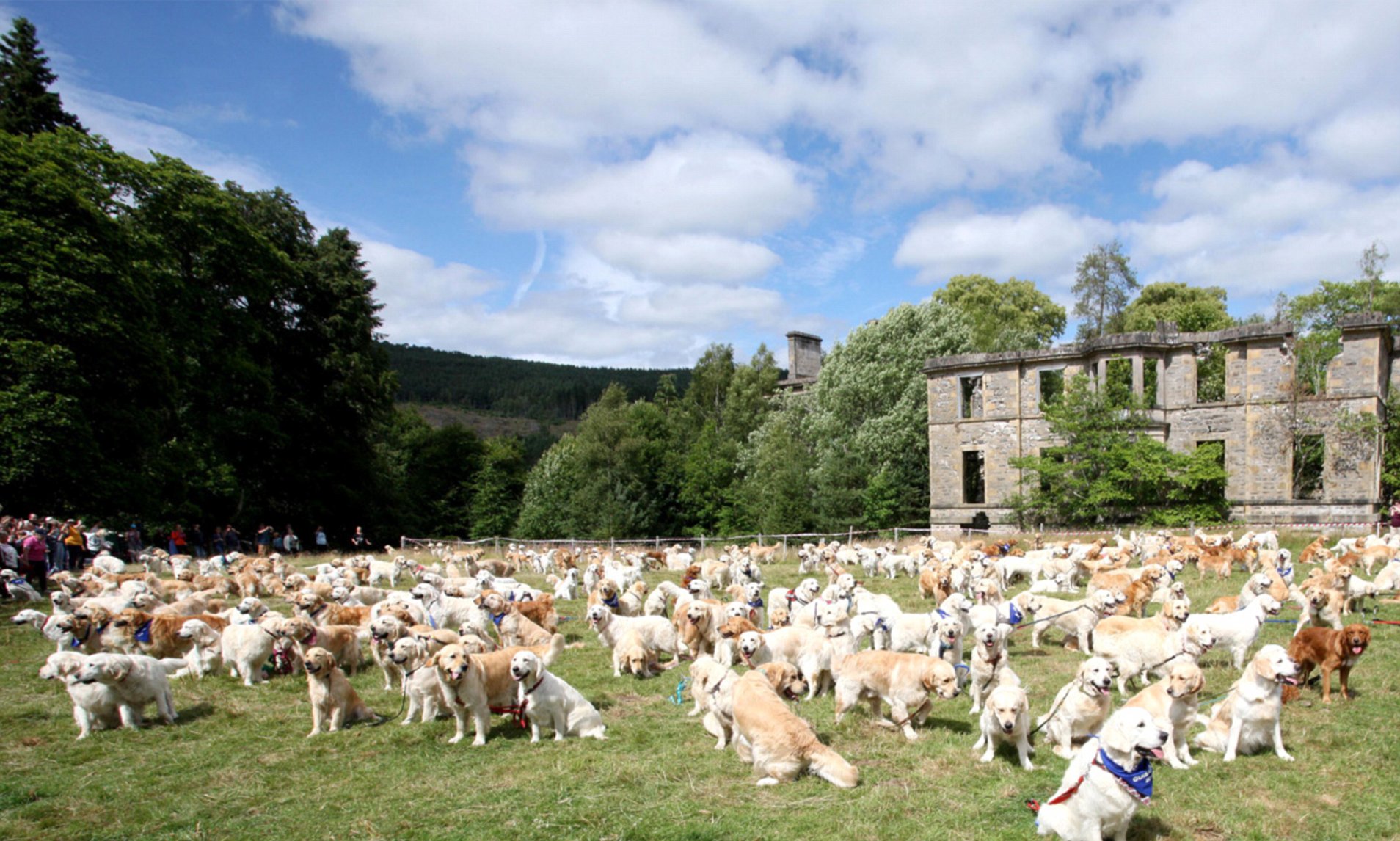 A Brief History Of The Golden Retriever