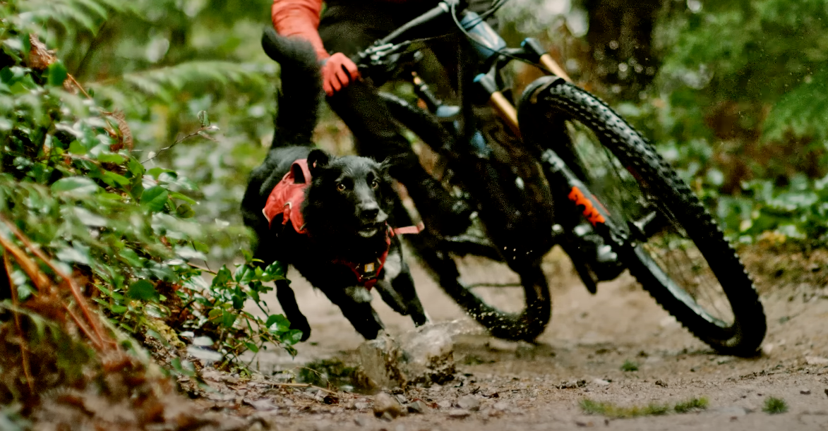 Learn To Mountain Bike With Your Dog